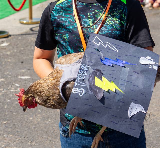 Storm Chicken
