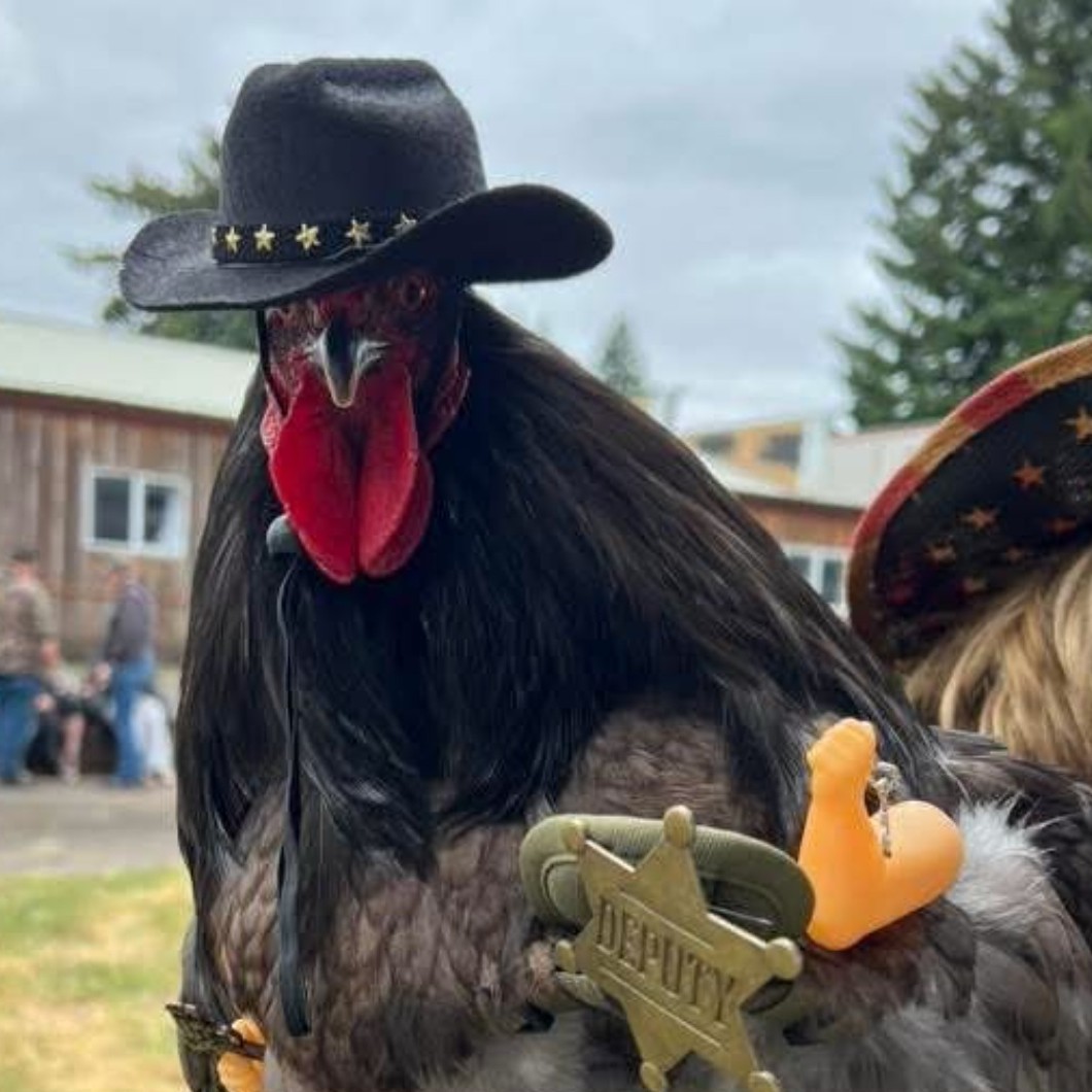 The winning chicken from the 2025 Chicken Fashion Show